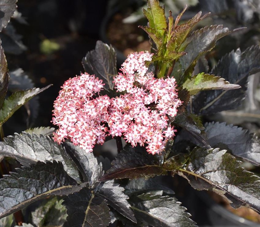 Бузина черная Блэк Тауэр